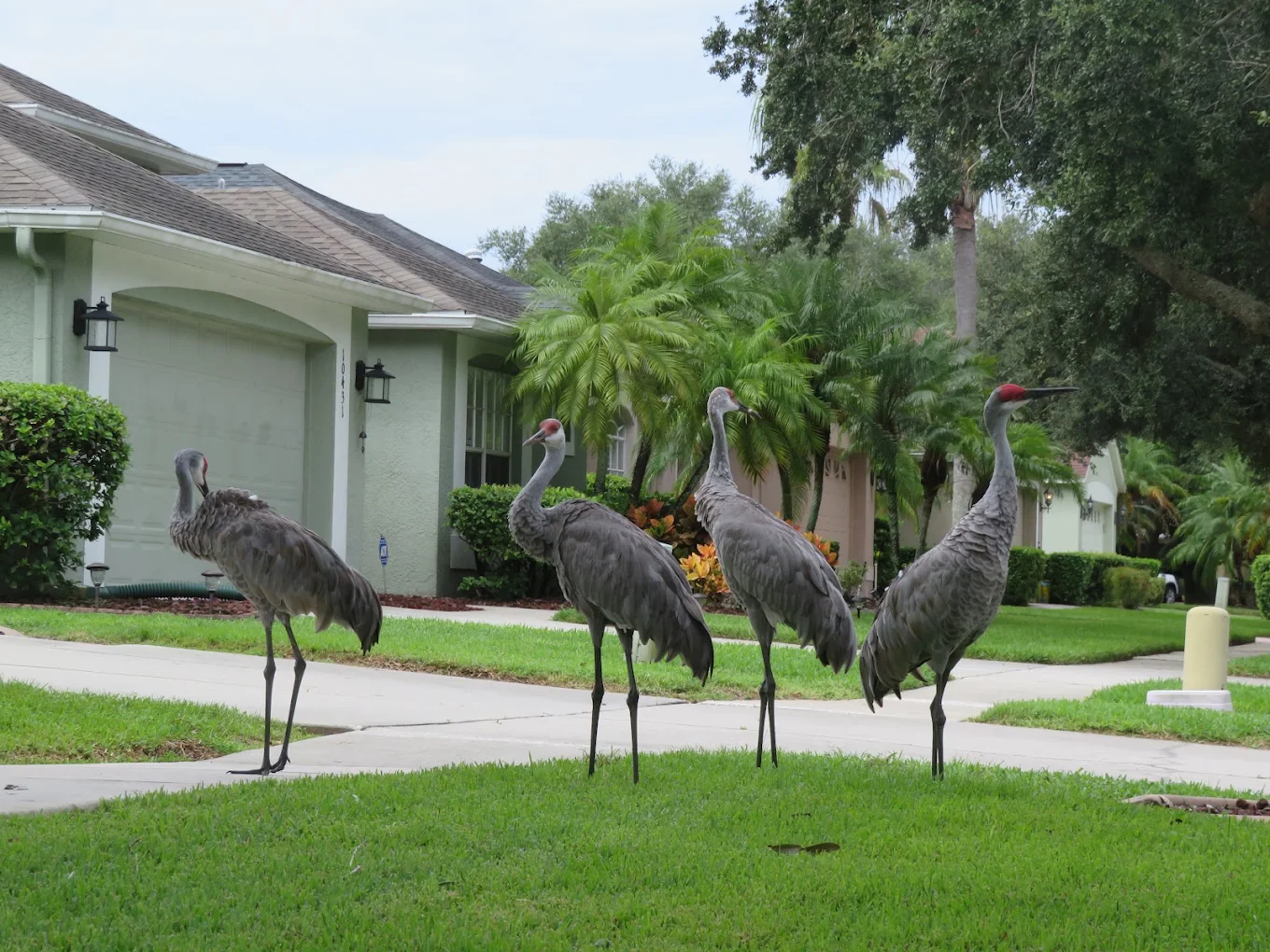 Westchase, FL