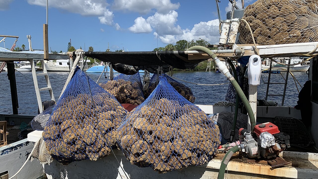 Tarpon Springs, FL — Natural sponges drying on a sponge boat at the historic Greek sponge docks. Photo Mlongchamps, CC BY-SA 4.0.